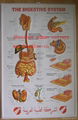 消化系統三維立體PVC醫學挂圖/廣告畫 1