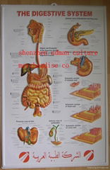 消化系统三维立体PVC医学挂图/广告画