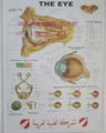 眼睛三維立體PVC醫學挂圖/廣告畫 1
