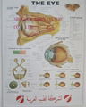 EYE 3D RELIEF WALL MEDICAL/PHARMA CHART/POSTER