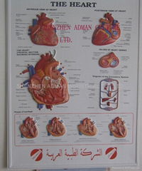 HEART 3D RELIEF WALL MEDICAL/PHARMA CHART/POSTER