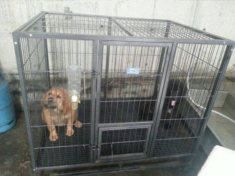 Dog cage(four foot) - T7000 - Chun Hing (Hong Kong Trading ...