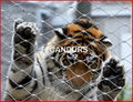 动物扣网-动物围栏网