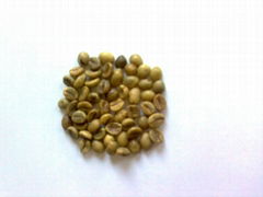 Buon Me Thuot wet polished Robusta green