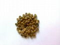 Buon Me Thuot unwashed Robusta green