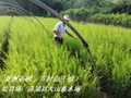 澳洲茶樹油功效與植物來源