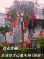串钱柳红花垂柳