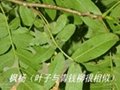 “青钱柳”与“枫杨”“铜钱树”三个树种，如何鉴别？