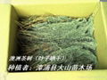 澳洲茶树原料　提取精油纯露