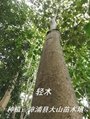 世界上生长最快树是什么？