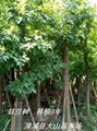 红豆树（鄂西红豆）名贵树木简介