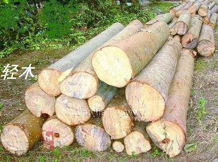 輕木（巴沙木、Balsa）4年可砍伐，世界上最快的樹 4
