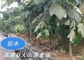 轻木树（巴沙木、Balsa 快速林)种植技术