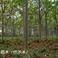 輕木樹（巴沙木、Balsa 快速林)種植技術