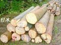 轻木树（巴沙木、Balsa 快速林)种植技术