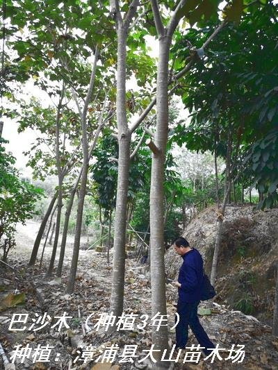 輕木（巴沙木、Balsa）4年可砍伐，世界上最快的樹