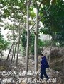 巴沙木轻木树世界上生长最快Balsa 4