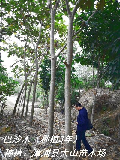 巴沙木樹苗（（Balsa、輕木快速林樹苗） 4