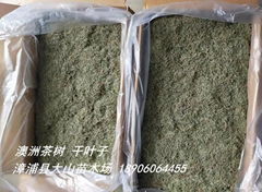 澳洲茶树原料　提取精油纯露