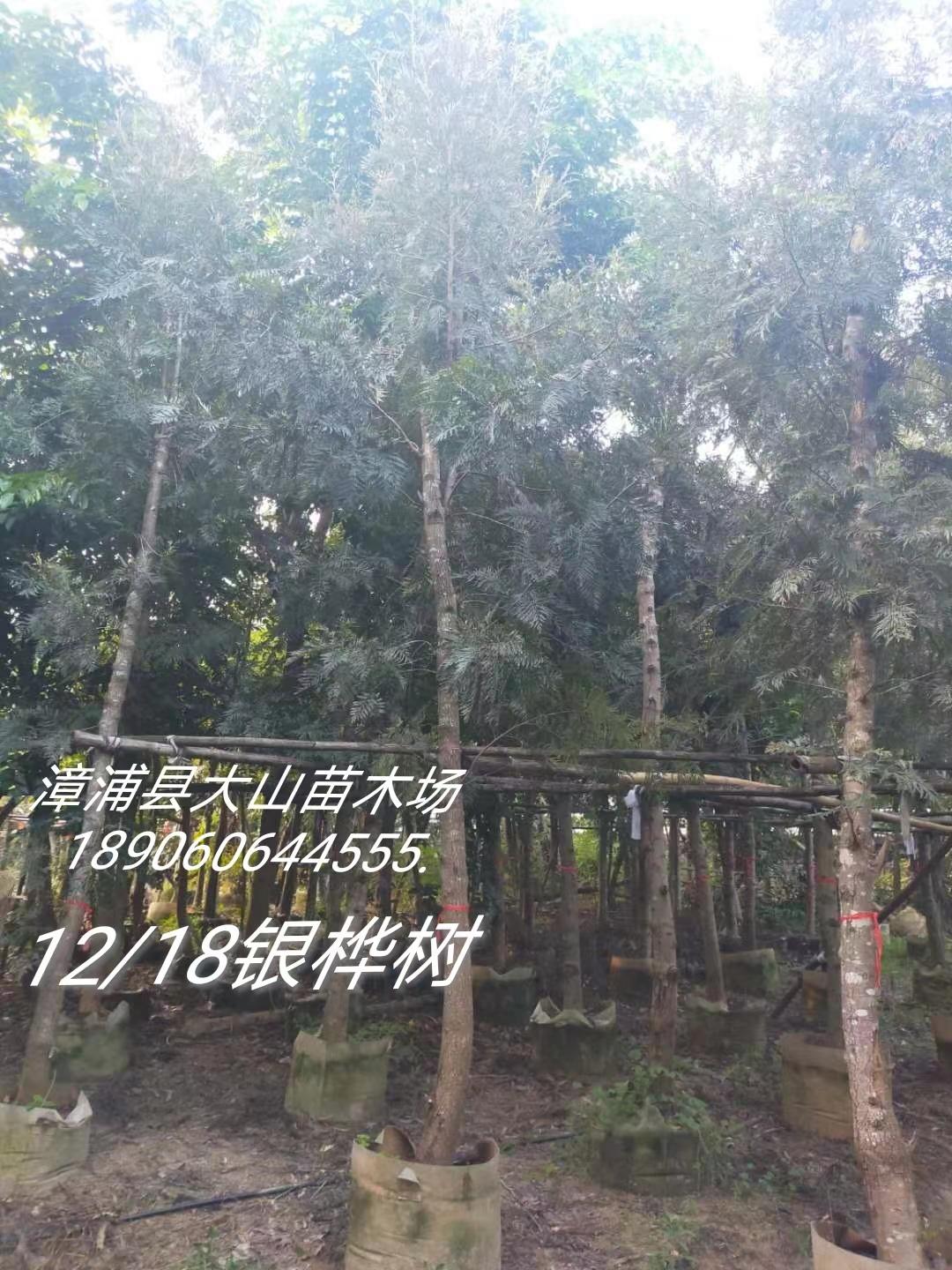 银桦－移植苗8-12公分