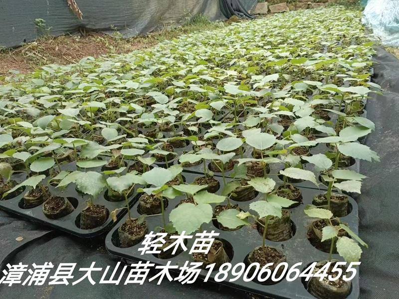 巴沙木樹苗（（Balsa、輕木快速林樹苗）