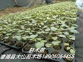 巴沙木树苗（（Balsa、轻木