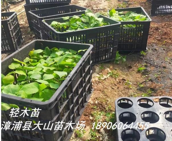巴沙木樹苗（（Balsa、輕木快速林樹苗） 3