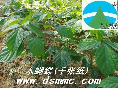 木蝴蝶(千张纸、白故纸、玉蝴蝶　可药用) 