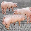養豬用豬舍鋼絲網 3