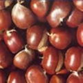 泰山板栗苗糖炒栗子的好货源红光满面的泰山板栗苗