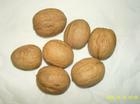 做种子用毛桃核颜色红每斤180粒 3