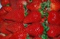 大棚种植章姬草莓苗9月份开始妙香7号草莓苗出售