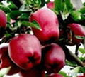 红富士苹果苗水蜜桃苹果苗粉红女士苹果苗