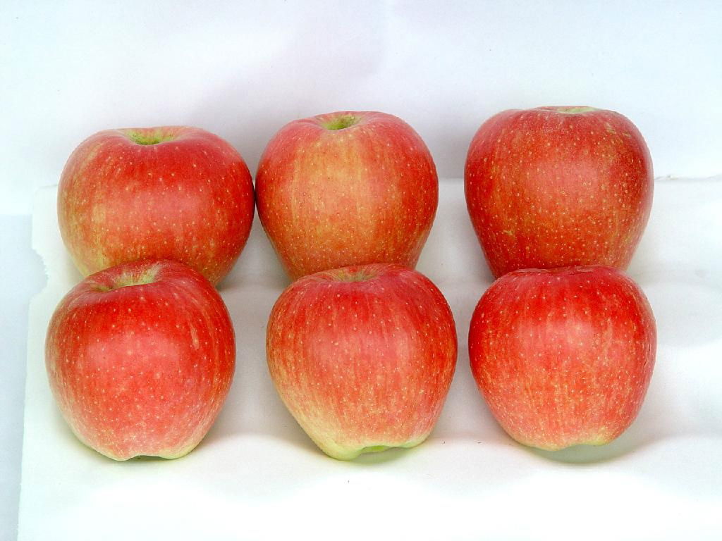 红富士苹果苗水蜜桃苹果苗粉红女士苹果苗 4