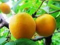 早熟的苏脆一号梨苗南水梨苗属于晚熟精品梨