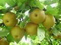 早熟的苏脆一号梨苗南水梨苗属于晚熟精品梨