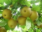 早熟的甦脆一號梨苗南水梨苗屬於晚熟精品梨