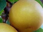 早熟的甦脆一號梨苗南水梨苗屬於晚熟精品梨 5