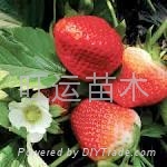 红颜草莓苗章姬草莓苗白草莓苗丰香草莓苗 2