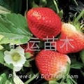 红颜草莓苗章姬草莓苗白草莓苗丰香草莓苗 2