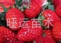 红颜草莓苗章姬草莓苗白草莓苗丰香草莓苗 3