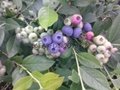 绿宝石蓝莓苗结果早