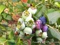 营养钵蓝莓苗进口基质H5蓝莓苗新品种