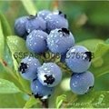 營養缽藍莓苗進口基質H5藍莓苗新品種 3