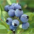 营养钵蓝莓苗进口基质H5蓝莓苗新品种 3