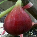 斯特拉无花果k抗寒还是波姬红无