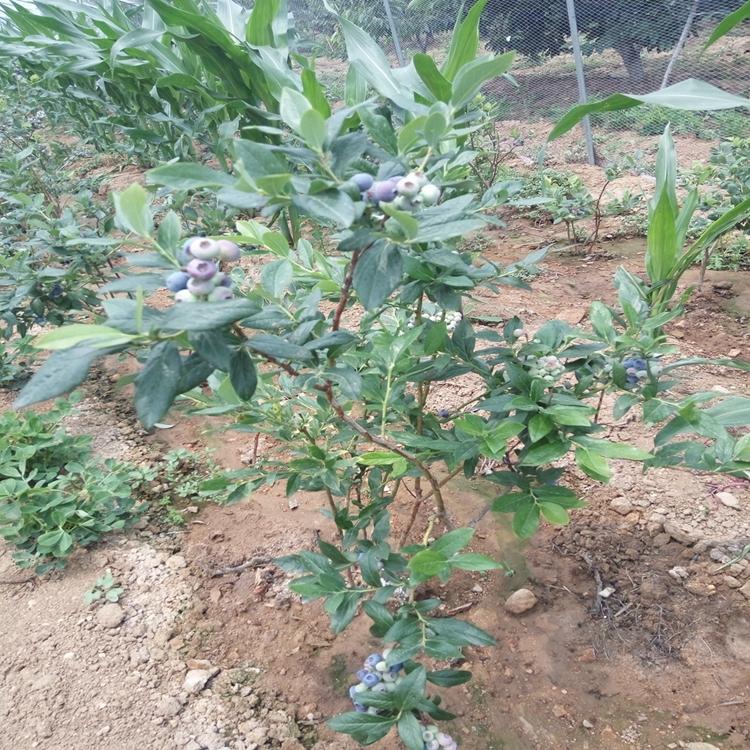 營養缽藍莓苗進口基質H5藍莓苗新品種 3