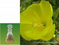 evening primrose oil 1