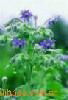 Borage oil