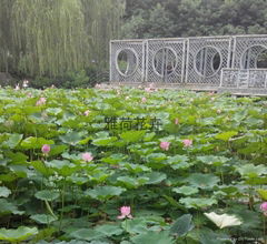 安新縣圈頭鄉光澱雅荷水生花卉種植園